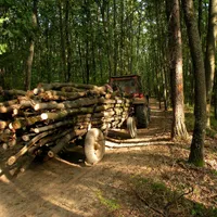 Infracţiunile din domeniul silvic, cu 63% mai multe faţă de perioada similară a lui 2020. / Foto: gddhd.ro