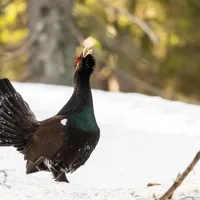Cocoș de munte surprins în timpul dansului nupțial - Foto: Florin Coraș