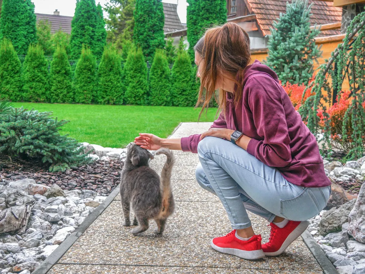 Legumele din grădină sunt sigure dacă animalele de companie urinează pe sol? Ce riscuri există