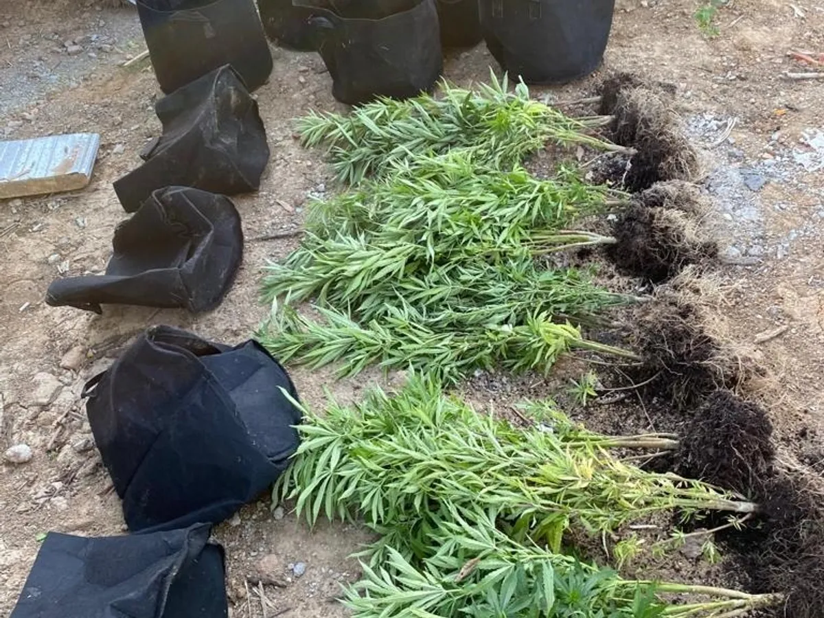 Cultură de cannabis descoperită de DIICOT- Foto: DIICOT