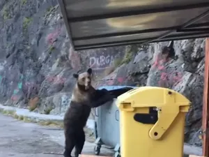 Pubelele cu miros de deodorant țin departe urșii în Râșnov. Ce soluție au găsit autoritățile Foto: Ziar Prahova (fotografie cu caracter ilustrativ)