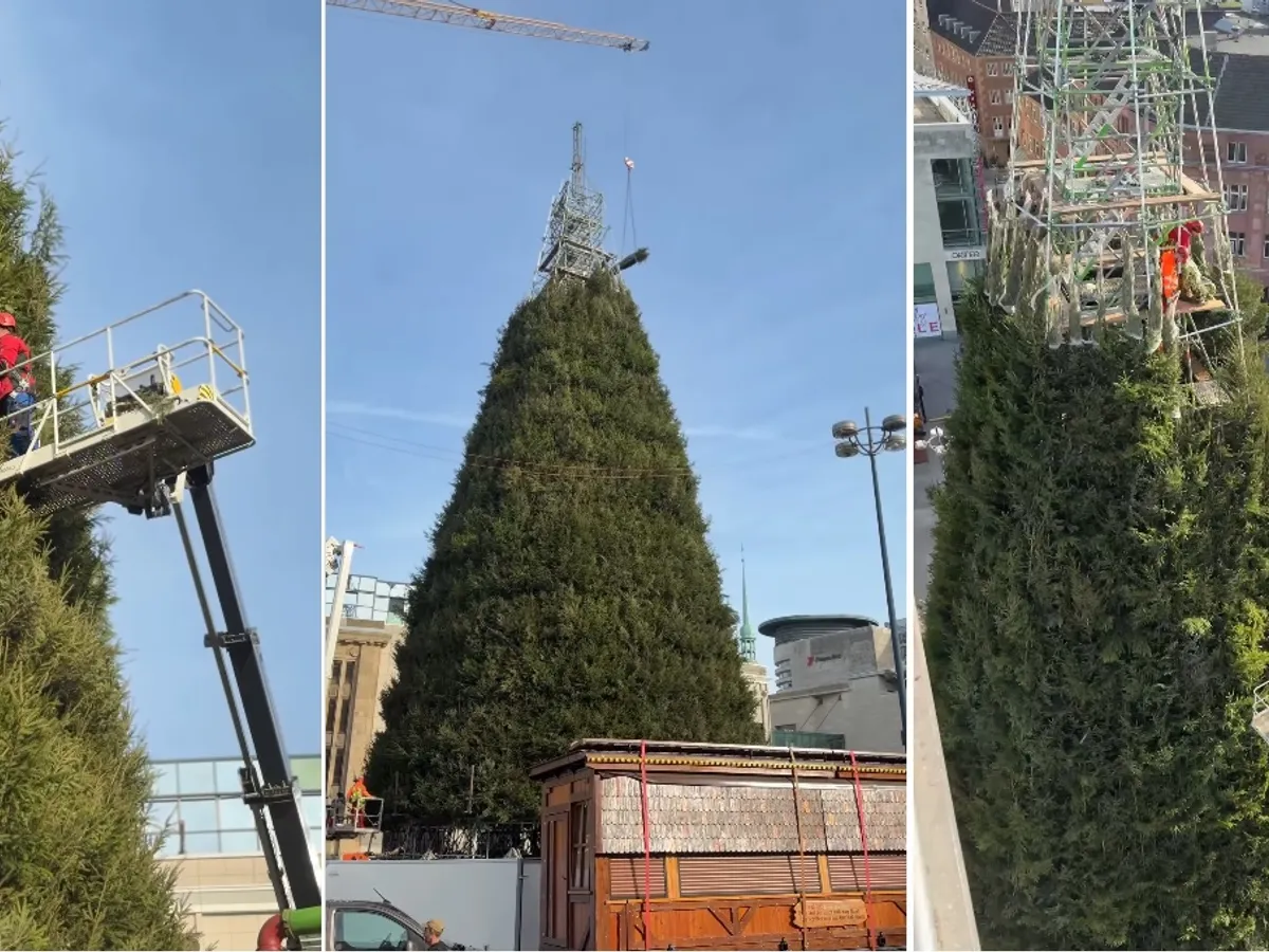 Brad de Cărciun - Foto: captură Instagram