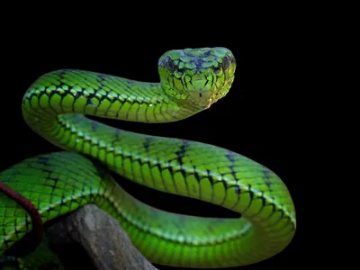 Un bărbat s-a lăsat mușcat de doi șerpi veninoși în pivnița casei. A vrut un antivenin universal Foto: Freepik (fotografie cu caracter ilustrativ)