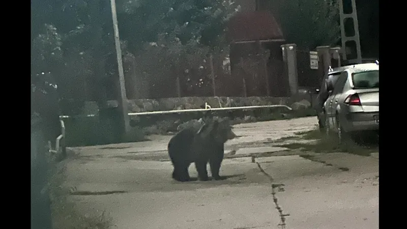Alertă în Alba! Un urs se plimba printr-un oraș, un altul a fost văzut într-un sat - Foto: IJJ Alba