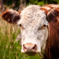 focar de boala limbii albastre la bovine Foto Freepik (rol ilustrativ)