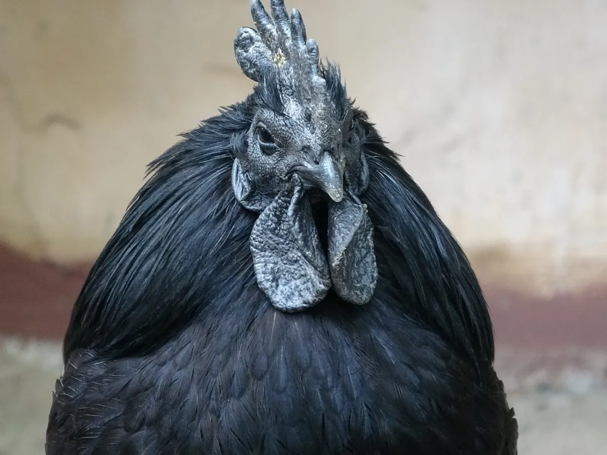 Cocoș rasa Ayam Cemani