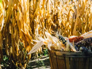 Furnizorii de gaze le spun fermierilor francezi să lase recolta de porumb pe câmp/FOTO: Unsplash