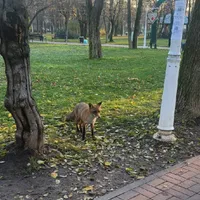O vulpe vine de o săptămână în Parcul Marin Preda din Capitală, chiar lângă Liceul Teoretic Marin Preda Foto: Newsweek