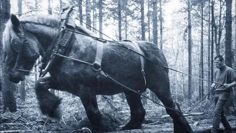 „Mamutul”, calul gigant care cântărea cât un Suzuki. Avea peste 2 metri și era cel mai mare din lume - Foto: Reddit/ Imagine cu caracter ilustrativ