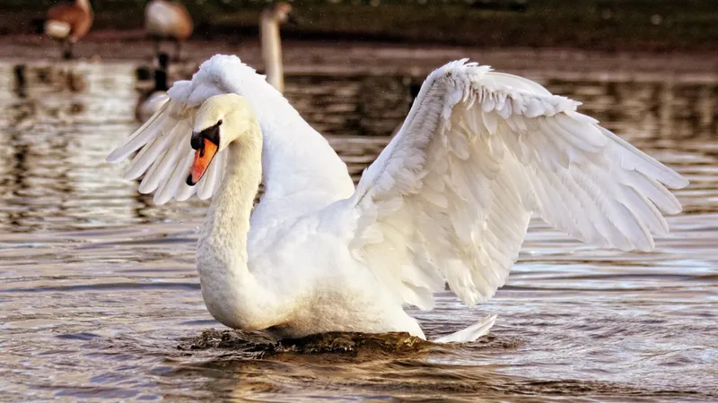 Lebădă, imagine cu caracter ilustrativ - Foto: Pexels