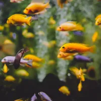 Românii, dispuși să plătească și 1.200 de lei pentru a avea un acvariu cu pești în casă. Foto Pexels.com