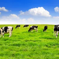 Foto: Crescătorul de vaci va primi sume importante de  la stat Sursa: Freepik