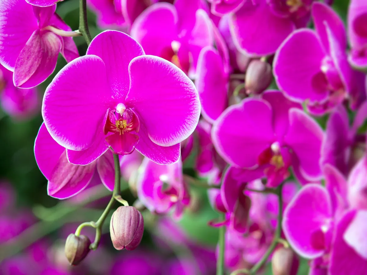 Orhidee Foto: Freepik (imagine cu rol ilustrativ)