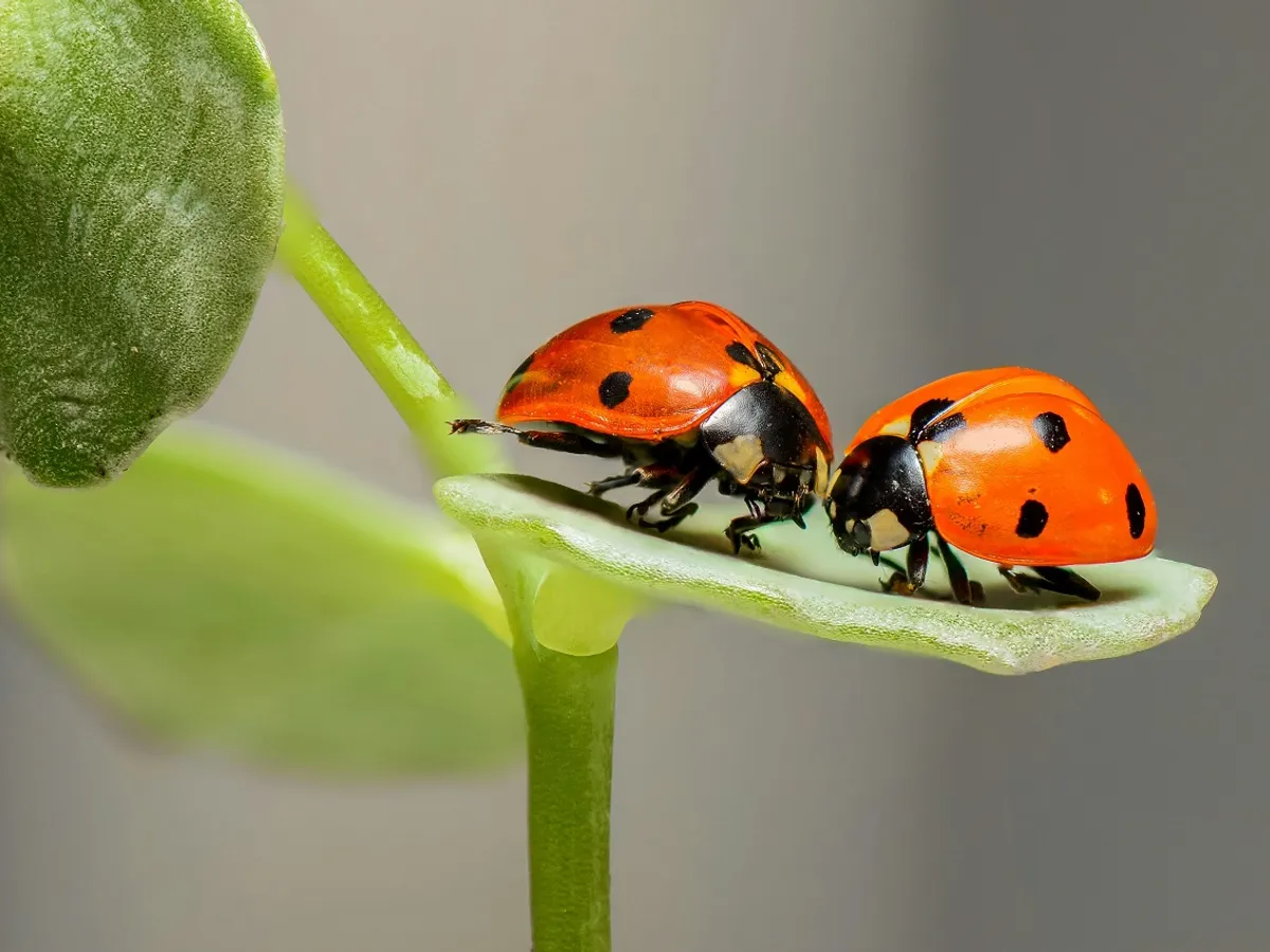 Câte specii de insecte există pe Pământ - Foto: Pexels (imagine cu rol ilustrativ)