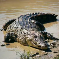 O specie de crocodil care trăiește în Asia se plimba prin Munții Făgăraș. Ce s-a descoperit - Foto: Profimedia Images/ Imagine cu caracter ilustrativ