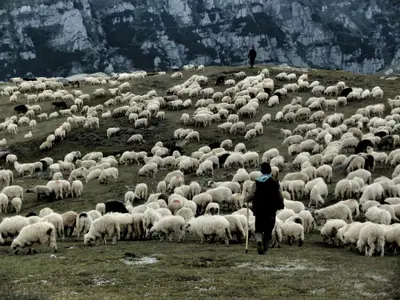 Un judeţ din România a intrat cu transhumanţa în patrimoniul UNESCO - Foto: Flickr/Ştefan Jurcă - imagine cu caracter ilustrativ