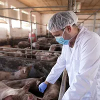 Noi focare de pestă porcină în România. Zeci de animale, sacrificate. De unde a venit boala? - Foto: Freepik.com (rol ilustrativ)
