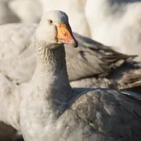 Alertă sanitară la granița României. Un focar de gripă aviară a fost identificat la o fermă de gâște - FOTO: Profimedia