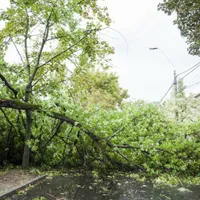 O femeie a ajuns în stare gravă la spital după ce a fost lovită de o creangă. Cum s-a întâmplat? - Foro: ISU
