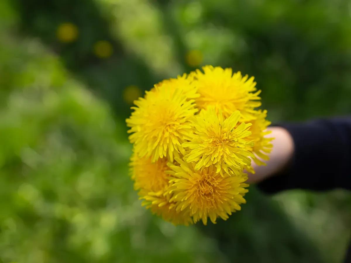 Buchet păpădii - Foto: Freepik (Imagine cu rol ilustrativ)