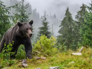 Raportul legiștilor în cazul fetei sfâșiate de urs. Din ce cauză a murit Diana? - Foto: Profimedia Images ( imagine cu rol ilustrativ)