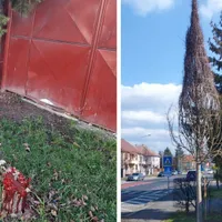 Ce a pățit un bărbat după ce a tăiat copacul din fața casei lui. „Pedeapsa” primită - Foto: Turnul Sfatului