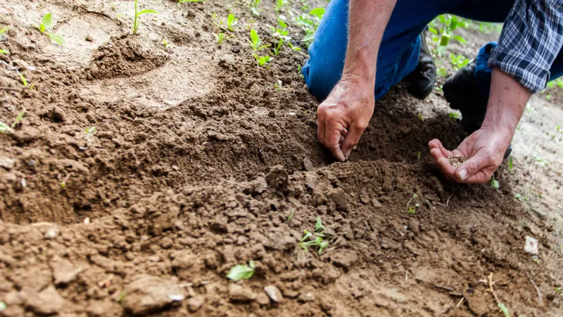 Zațul de cafea pentru plante- Foto: PEXELS PHOTOS/Binyamin Mellish