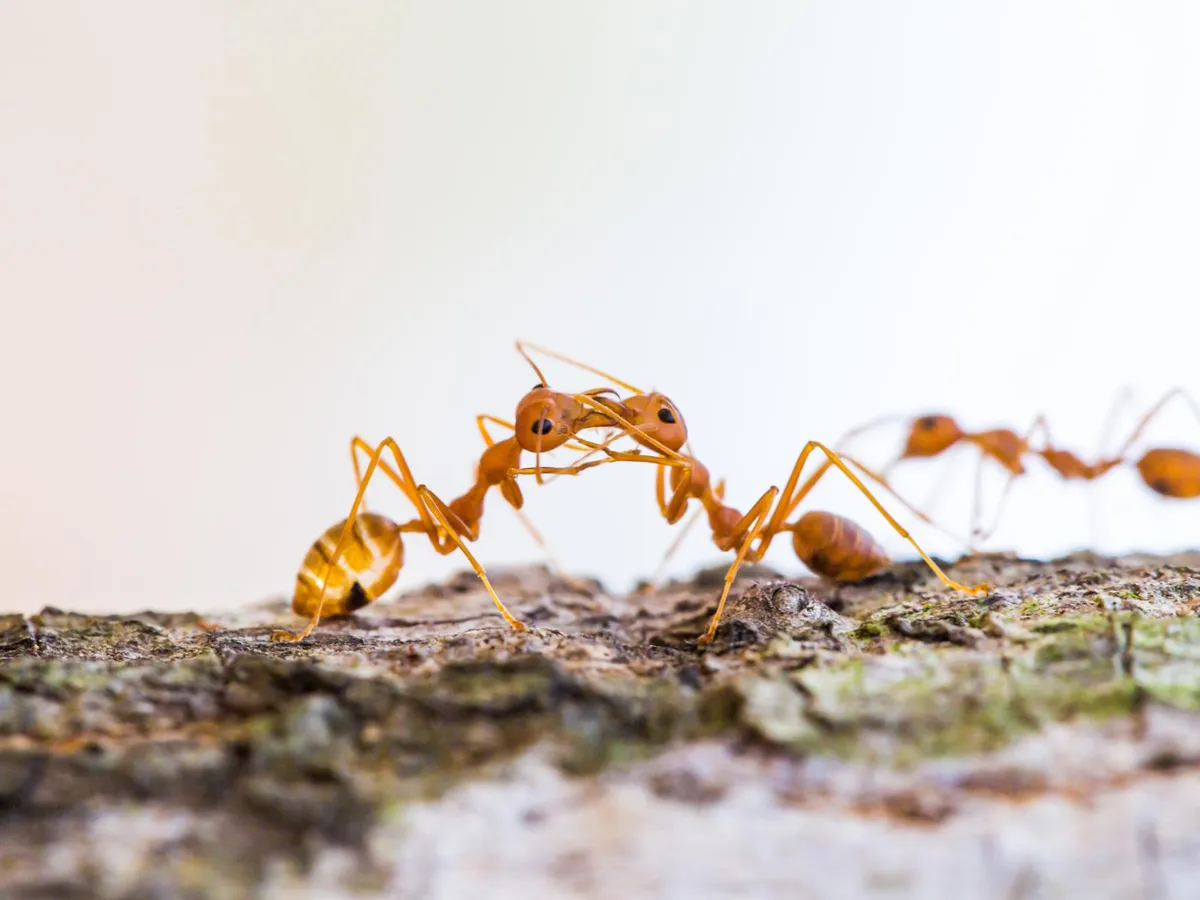 Furnici de foc _ Foto: Freepik