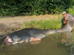 A fost pescuit un somn de 2,72 metri lungime. Unde a fost capturat și ce greutate are - FOTO Instagram via bild.de