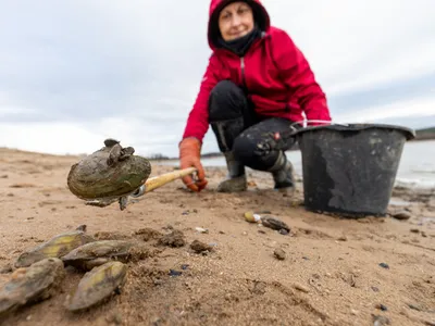 Scoicile Dreissena bugensis din Marea Neagra, cunoscute și drept „midiile quagga”, distrug ecosistemele din Lacul Leman (Elveția) și Marile Lacuri din SUA - Foto: Profimedia Images