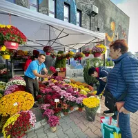 Un bărbat plantează flori în preajma Spitalului Județean Sibiu, în amintirea mamei sale. Este florar Foto: facebook/ Consiliul Judetean Sibiu