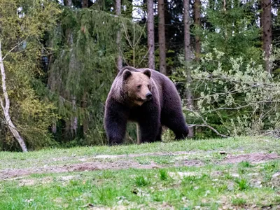 Urs în pădure - Foto: Pexels (cu rol ilustrativ)