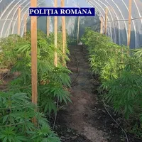 Cultură de marijuana - Foto: Poliția Română