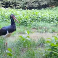 Barză neagră surprinsă în Munții Apuseni - Foto: Captură video/ Facebook/ Romsilva