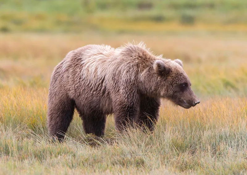 Urși - Foto: Freepik