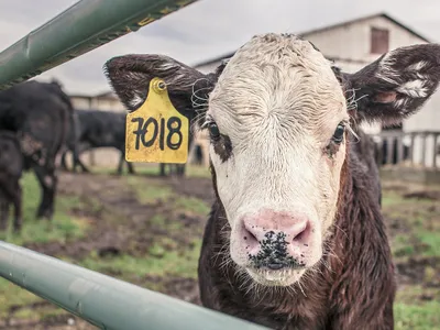 Crescătorii de animale vor primi bani de la stat pentru compensarea pierderilor din ultimii doi ani/FOTO: Pixabay