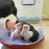VIDEO Nașterea primilor șoimi dunăreni născuți captivi în Bulgaria. Din România au dispărut complet - Foto: Facebook