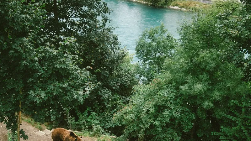 Urs observat în împrejurimea unei localități din România - Foto: Pexels (imagine cu caracter ilustrativ)