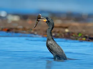 Omorârea cormoranilor nu ajută peștele din Deltă - Foto: europafm.ro