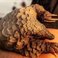 Pangolinii și solziile lor sunt acum cele mai traficate produse sălbatice din lume  Credit: Piqsels.com/Domeniu public
