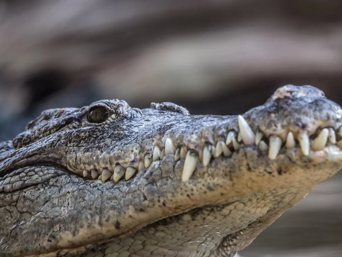O specie de crocodil care trăiește în Asia se plimba prin Munții Făgăraș. Ce s-a descoperit - Foto: Profimedia Images/ Imagine cu caracter ilustrativ