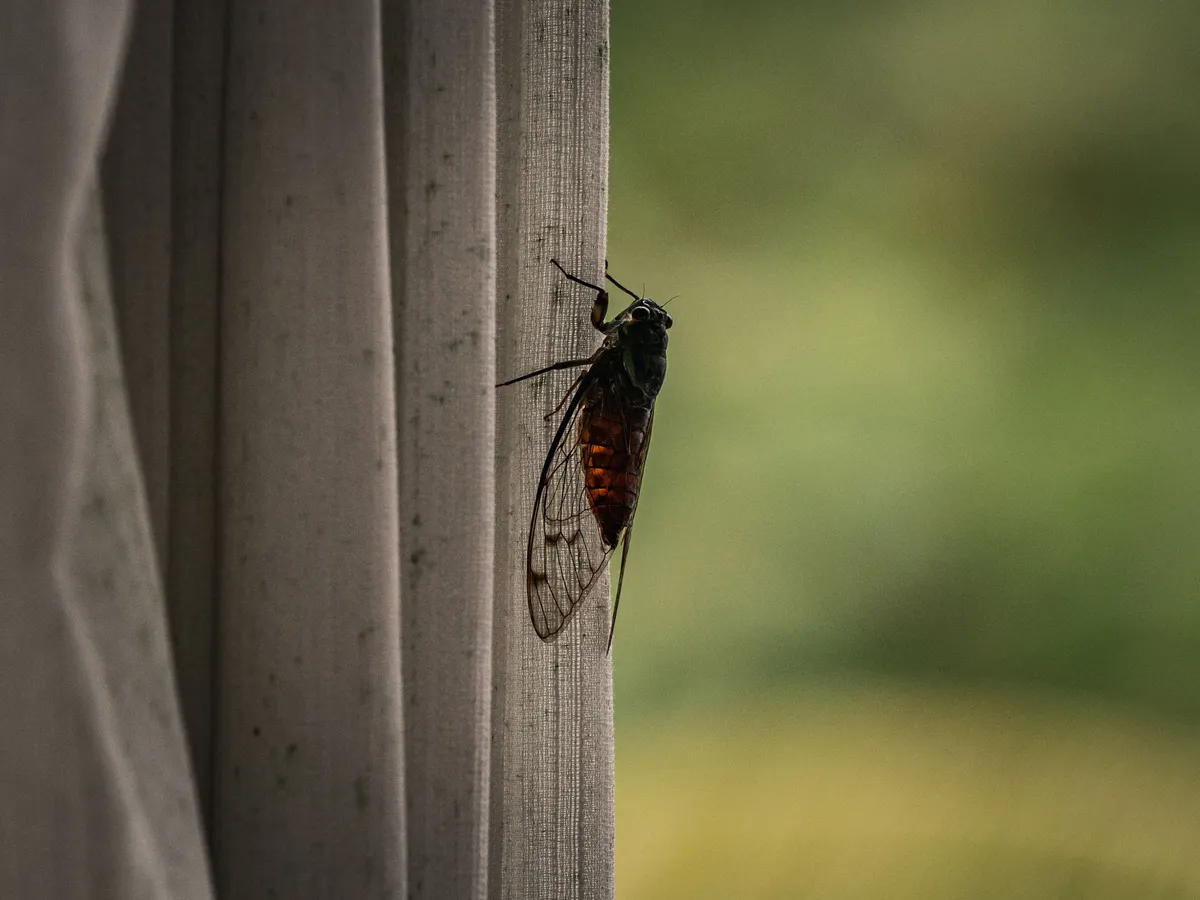 Insecte Foto: Pexels (imagine cu rol ilustrativ)