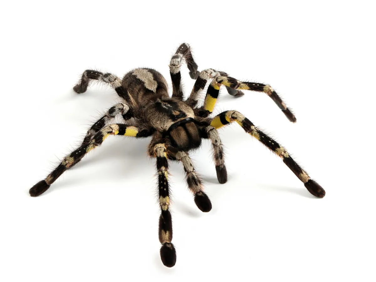 Păianjenul Nosferatu și alți monștri vor apărea în 2026 în Europa. Ce șanse sunt să fie și în România?