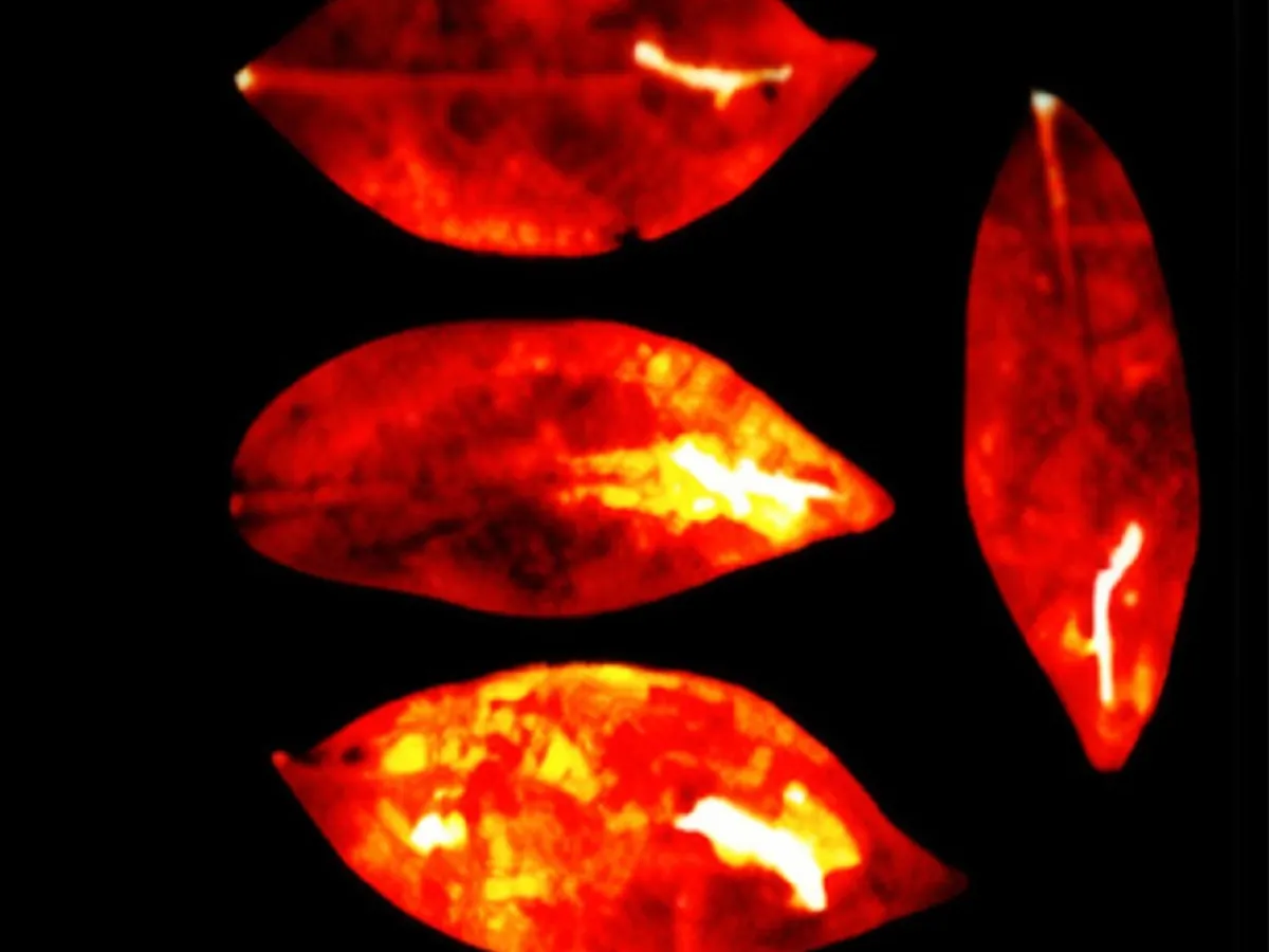 Frunze - Foto: Sciencealert.com