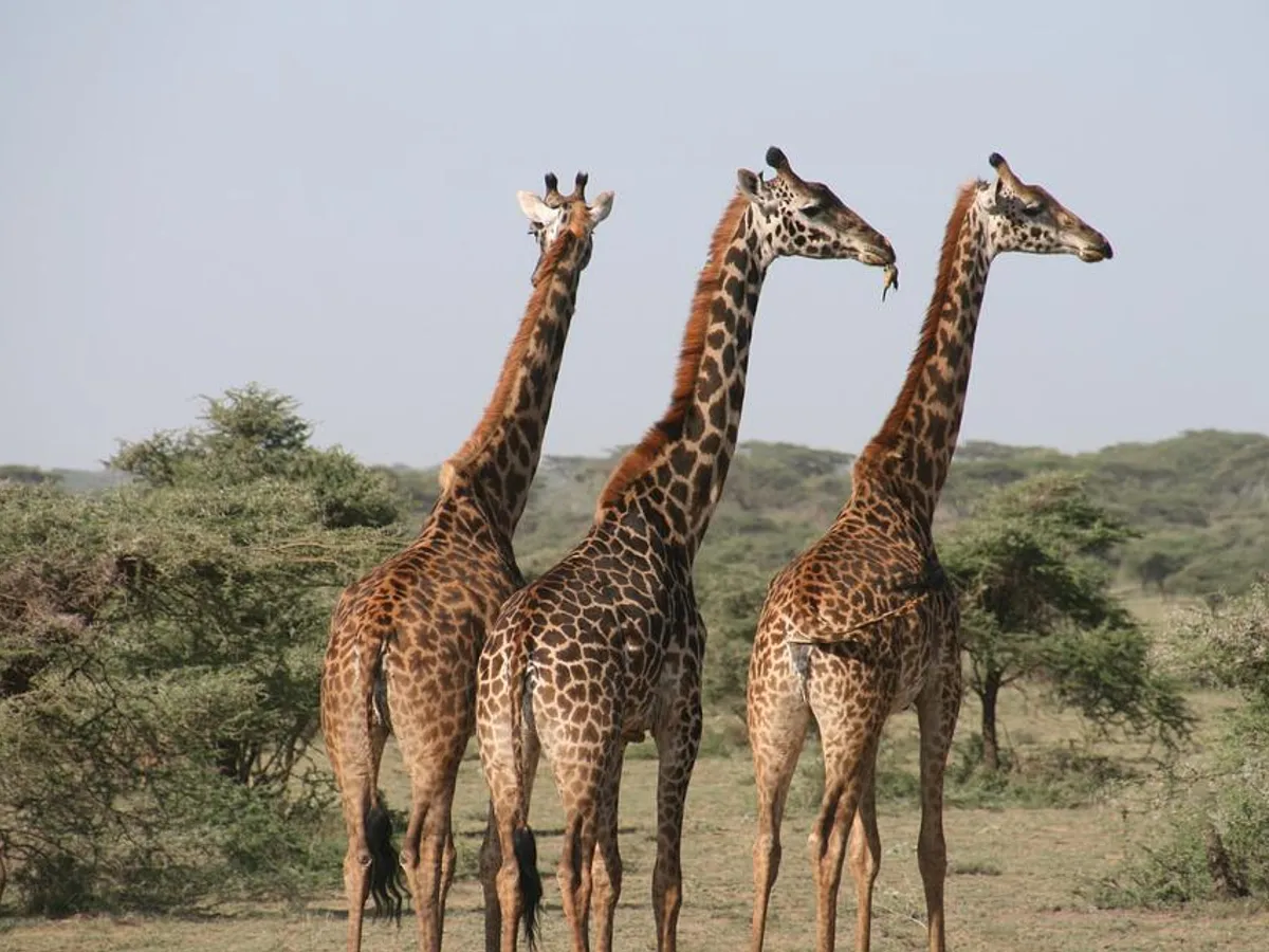 De ce au girafele gâtul lung / FOTO: pixabay.com