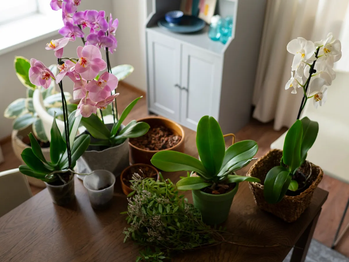 Trucul prin care îți poți muta florile afară, fără să le afectezi. Ai nevoie de un ingredient - Foto: Freepik (imagine cu rol ilustrativ)