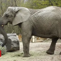 Fredzia, primul elefant care va primi canabis la Zoo Varșovia/FOTO: bbc.com