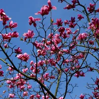 Temperaturile scăzute afectează copacii care apucaseră să înflorească? - Foto: Freepik/wirestock