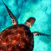 Șapte morți și 38 de persoane internate, după ce au mâncat carne de broască țestoasă în Zanzibar. / Foto: volunteerhq.org