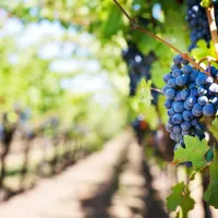 A crescut apetitul pentru turismul viticol românesc - Foto: Pexels/Pixabay